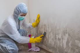 Mold Odor Removal Services in Mingo Junction, OH